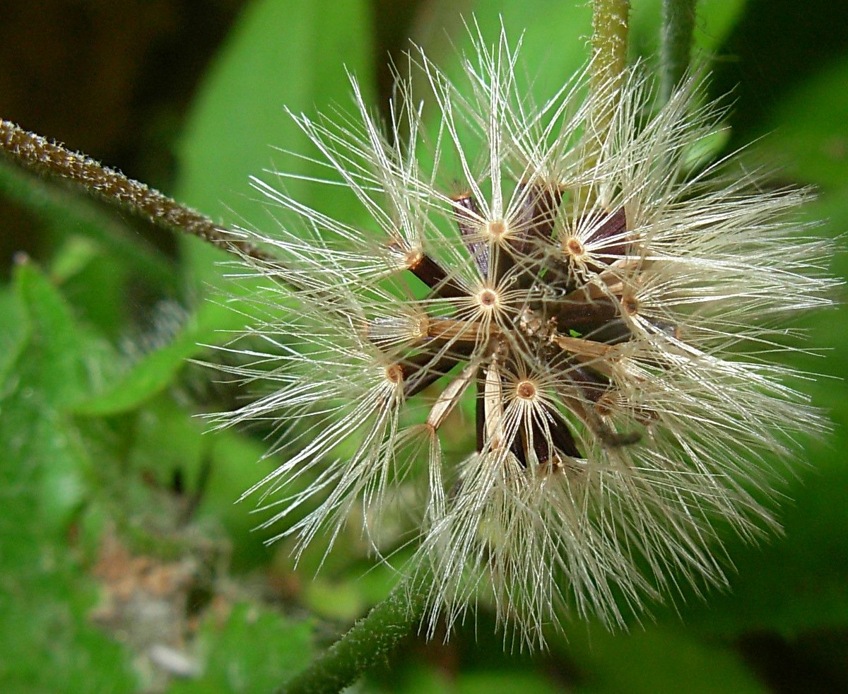 Hieracium neoplatyphyllum Gottschl.